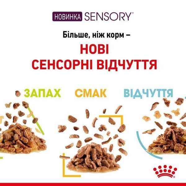 Royal Canin SENSORY SMELL JELLY консерви для котів вибагливих до аромату, 85г, 85г