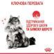 Royal Canin HAIR & SKIN Care in GRAVY корм для котів, 85г, 85г