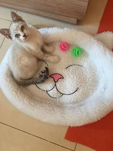 Лежак для котів Trixie "Mijou",48х37см,білий