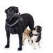 Шлея "Dog Extreme" "POLICE" №2 (В:40-60см) чорна, №2 (В:40-60см), чорний
