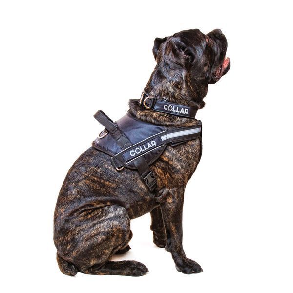 Шлея "Dog Extremе" "POLICE" №4, (В:70-100см) чорна, №4, (В:70-100см), чорний