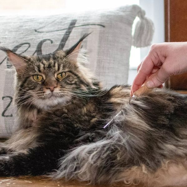 Safari Shedding Long Hair САФАРІ ГРЕБІНЕЦЬ для довгої шерсті, 17,6х3,8х2 см