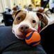 Chuckit! Ultra Ball Dog Toy L великий м'ячик для собак, 7,6 см, 7,6 см