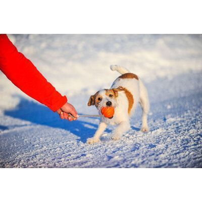 Collar Liker Cord &ndash; м'яч-іграшка на шнурі для собак 5см (6285), 5 см, Оранжевый